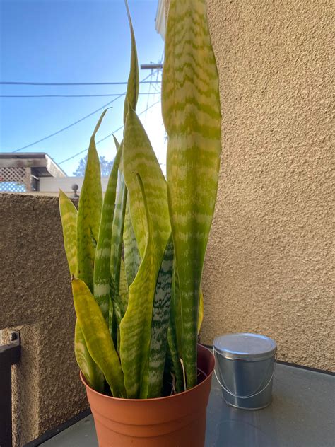 Snake plant turning yellow. Things To Know About Snake plant turning yellow. 
